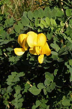 Colutea arborescens \ Blasenstrauch / Bladder Senna, D Mannheim 23.7.2014