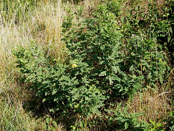 Colutea arborescens \ Blasenstrauch, D Mannheim 23.7.2014