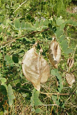 Colutea arborescens \ Blasenstrauch, D Mannheim 23.7.2014