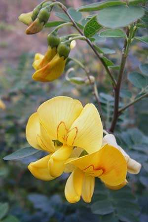 Colutea arborescens / Bladder Senna, D Mannheim 30.9.2014