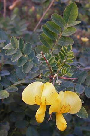 Colutea arborescens \ Blasenstrauch, D Mannheim 30.9.2014