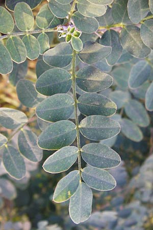 Colutea arborescens \ Blasenstrauch / Bladder Senna, D Mannheim 30.9.2014