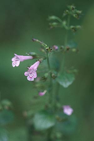 Clinopodium menthifolium subsp. menthifolium \ Wald-Bergminze, D Hohensachsen 14.9.2007