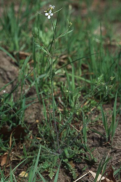 Arabidopsis arenosa \ Sand- / Sand Rock-Cress, D Bürstadt 29.4.2006