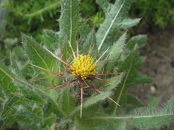 Centaurea benedicta / Blessed Thistle, D Lorsch 1.7.2007