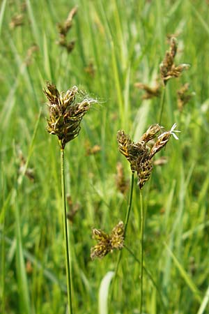 Carex praecox \ Frhe Segge / Vernal Sedge, D Lampertheim 3.5.2009