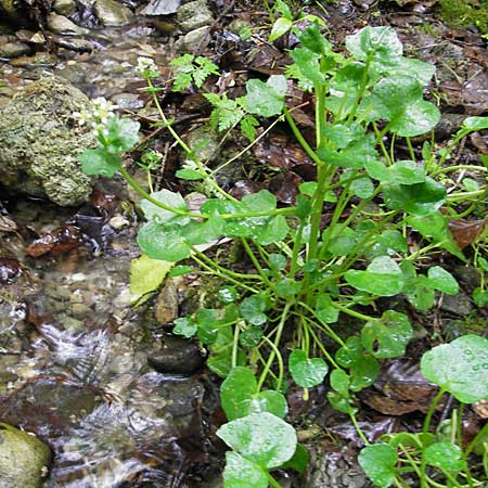 Cochlearia bavarica \ Bayerisches Lffelkraut / Bavarian Scurvy-Grass, D Memmingen 22.5.2009