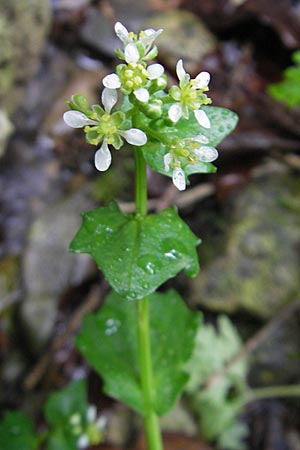 Cochlearia bavarica \ Bayerisches Lffelkraut / Bavarian Scurvy-Grass, D Memmingen 22.5.2009