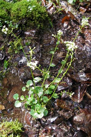 Cochlearia bavarica \ Bayerisches Lffelkraut / Bavarian Scurvy-Grass, D Memmingen 22.5.2009