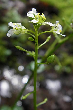 Cochlearia bavarica \ Bayerisches Lffelkraut / Bavarian Scurvy-Grass, D Memmingen 22.5.2009