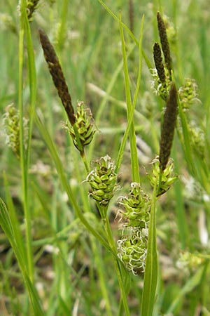 Carex hostiana \ Saum-Segge, Hosts Segge / Tawny Sedge, D Kempten 22.5.2009