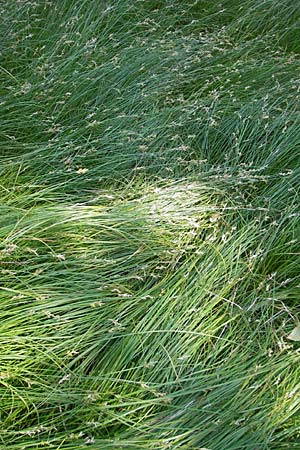 Carex brizoides \ Zittergras-Segge / Quaking Grass Sedge, D Günzburg 22.5.2009