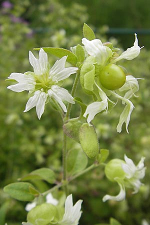 Silene baccifera \ Hhnerbiss, Taubenkropf, D Botan. Gar.  Universit.  Mainz 11.7.2009