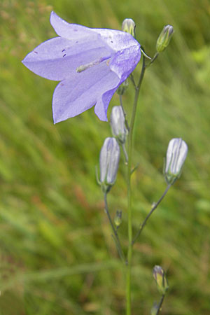 Campanula scheuchzeri \ Scheuchzers Glockenblume / Scheuchzer's Bellflower, D Taunus, Großer Feldberg 11.7.2009