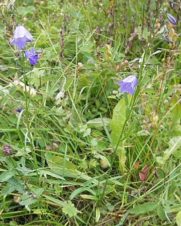 Campanula scheuchzeri \ Scheuchzers Glockenblume / Scheuchzer's Bellflower, D Taunus, Großer Feldberg 11.7.2009