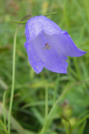 Campanula scheuchzeri \ Scheuchzers Glockenblume / Scheuchzer's Bellflower, D Taunus, Großer Feldberg 11.7.2009