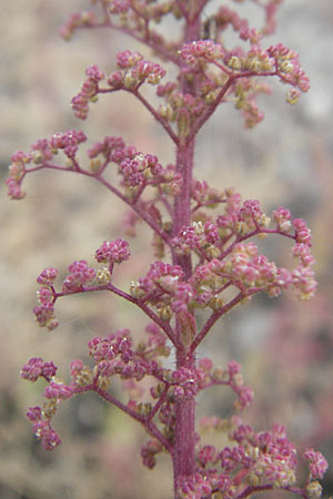 Dysphania botrys \ Klebriger Drsengnsefu / Sticky Goosefoot, Jerusalem Oak, D Mannheim 1.9.2009