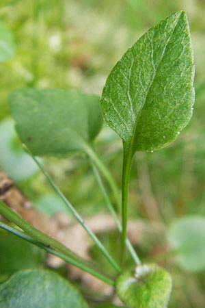 Campanula baumgartenii \ Lanzettblttrige Glockenblume / Lanceolate-Leafed Bellflower, D Annweiler 11.8.2011