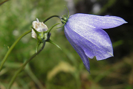 Campanula baumgartenii \ Lanzettblttrige Glockenblume / Lanceolate-Leafed Bellflower, D Annweiler 11.8.2011