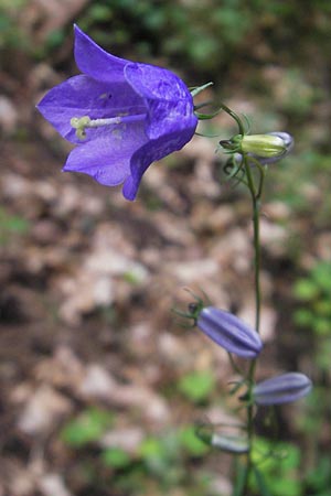 Campanula baumgartenii \ Lanzettblttrige Glockenblume / Lanceolate-Leafed Bellflower, D Annweiler 11.8.2011