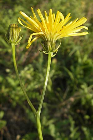 Crepis biennis \ Wiesen-Pippau, D F Preungeshm 30.8.2011