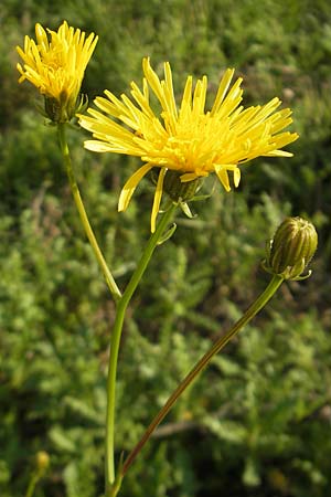 Crepis biennis \ Wiesen-Pippau, D F Preungeshm 30.8.2011