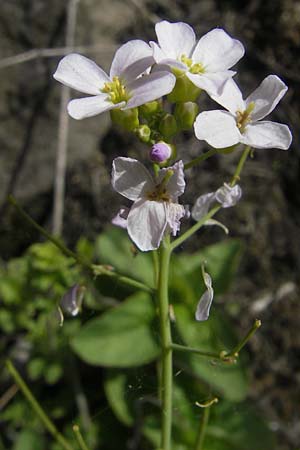 Arabidopsis arenosa subsp. borbasii \ Barbas' Sand-Schaumkresse / Borbas' Sand Rock-Cress, D Stolberg 30.4.2012