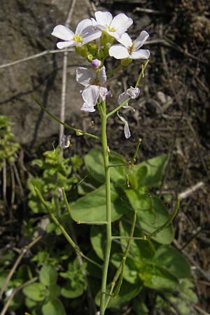 Arabidopsis arenosa subsp. borbasii \ Barbas' Sand-Schaumkresse / Borbas' Sand Rock-Cress, D Stolberg 30.4.2012