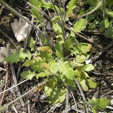 Arabidopsis arenosa subsp. borbasii \ Barbas' Sand-Schaumkresse / Borbas' Sand Rock-Cress, D Stolberg 30.4.2012