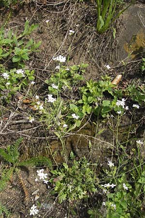 Arabidopsis arenosa subsp. borbasii \ Barbas' Sand-Schaumkresse / Borbas' Sand Rock-Cress, D Stolberg 30.4.2012