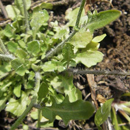 Arabidopsis arenosa subsp. borbasii \ Barbas' Sand-Schaumkresse / Borbas' Sand Rock-Cress, D Stolberg 30.4.2012