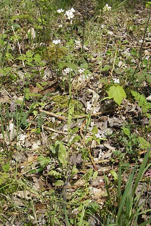 Arabidopsis arenosa subsp. borbasii \ Barbas' Sand-Schaumkresse / Borbas' Sand Rock-Cress, D Stolberg 30.4.2012