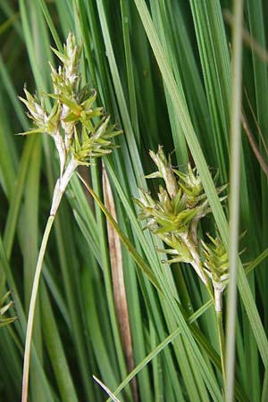 Carex brizoides \ Zittergras-Segge / Quaking Grass Sedge, D Soonwald 19.6.2012