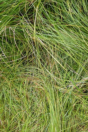 Carex brizoides \ Zittergras-Segge / Quaking Grass Sedge, D Eberbach 17.7.2012