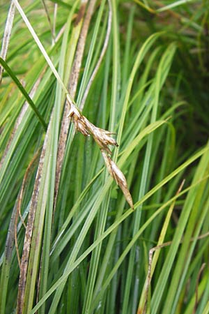 Carex brizoides \ Zittergras-Segge / Quaking Grass Sedge, D Eberbach 17.7.2012
