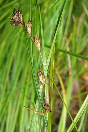 Carex brizoides \ Zittergras-Segge / Quaking Grass Sedge, D Eberbach 17.7.2012