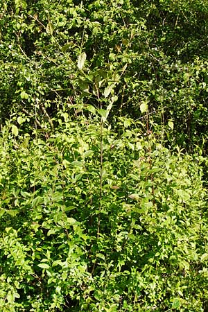 Cotoneaster bullatus \ Runzelige Zwergmispel, D Ottrau 31.5.2014