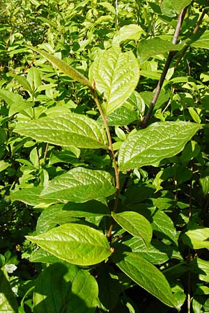 Cotoneaster bullatus \ Runzelige Zwergmispel / Hollyberry Cotoneaster, D Ottrau 31.5.2014