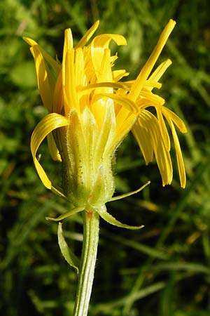 Crepis biennis \ Wiesen-Pippau / Rough Hawk's-Beard, D Altrip 2.8.2014