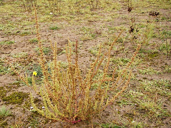 Dysphania botrys \ Klebriger Drsengnsefu / Sticky Goosefoot, Jerusalem Oak, D Schwetzingen 20.9.2014