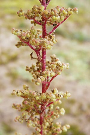 Dysphania botrys \ Klebriger Drsengnsefu / Sticky Goosefoot, Jerusalem Oak, D Schwetzingen 20.9.2014