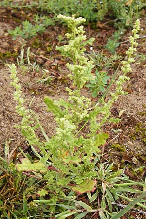 Dysphania botrys \ Klebriger Drsengnsefu / Sticky Goosefoot, Jerusalem Oak, D Schwetzingen 20.9.2014