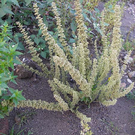 Dysphania botrys \ Klebriger Drsengnsefu / Sticky Goosefoot, Jerusalem Oak, D Mannheim 14.10.2014