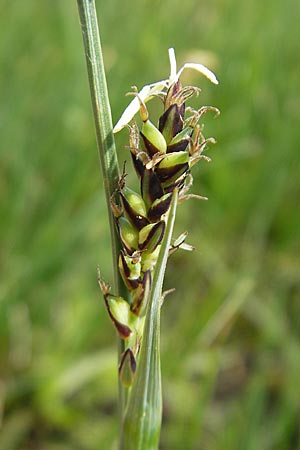 Carex panicea \ Hirse-Segge, D Kempten 22.5.2009