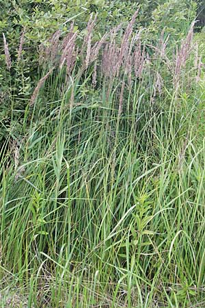 Calamagrostis epigejos \ Land-Reitgras, D Ober-Roden 20.7.2009