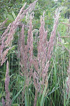 Calamagrostis epigejos \ Land-Reitgras, D Ober-Roden 20.7.2009