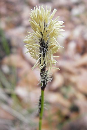 Carex ericetorum \ Heide-Segge, D Darmstadt 13.4.2010
