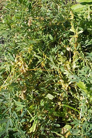 Cuscuta campestris / Yellow Dodder, D Mannheim 3.10.2010