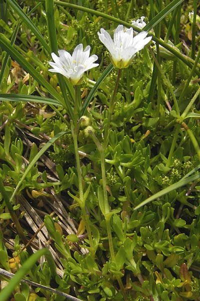 Cerastium cerastoides \ Dreigriffeliges Hornkraut / Starwort Mouse-Ear, D Oberstdorf 22.6.2011