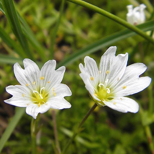 Cerastium cerastoides \ Dreigriffeliges Hornkraut / Starwort Mouse-Ear, D Oberstdorf 22.6.2011